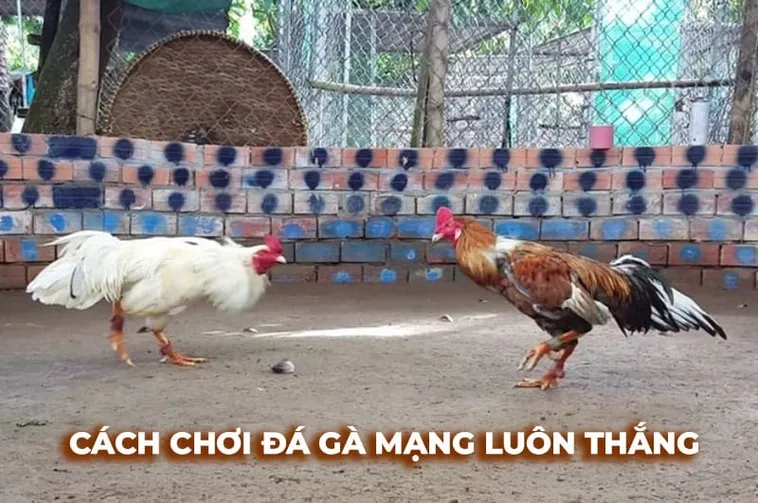 Bí Quyết Cách Chơi Đá Gà Sabong Tại Bet69 Dành Cho Người Mới Tham Gia